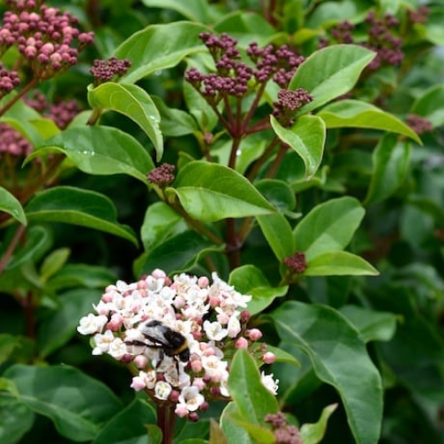 Instant Hedge Viburnum tinus in Hedge Bag