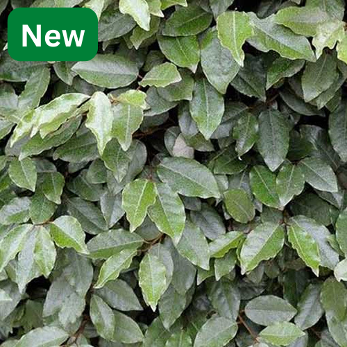 Elaeagnus ebbingei 120 x 180cm