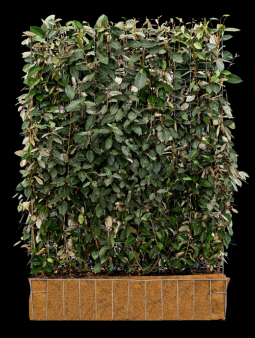 Elaeagnus ebbingei 120 x 155 cm