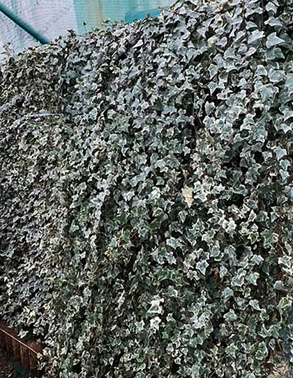 Ivy Screen (Hedera helix Glacier) 180x120 cm