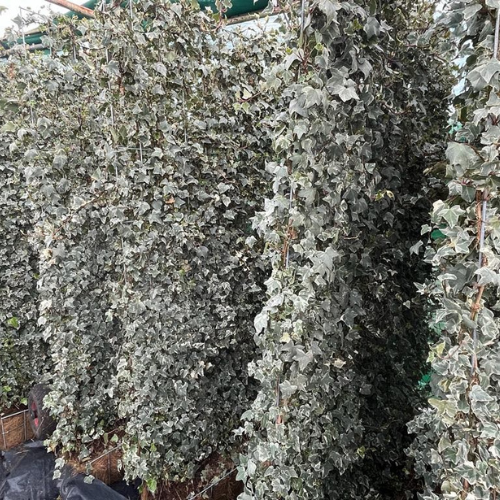 Ivy Screen (Hedera helix Glacier) 180x120 cm