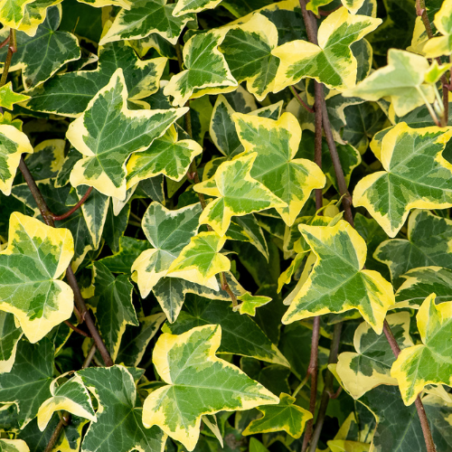 Ivy Screen (Hedera helix Goldchild) 180 cm x 120 cm inc VAT.