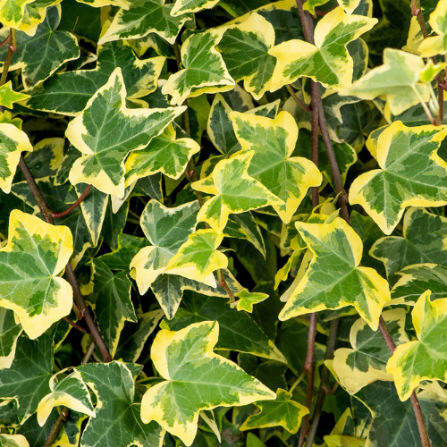 Ivy Screen (Hedera helix Goldchild) 180 cmx120 cm inc VAT