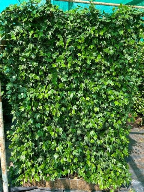 Ivy Screen (Hedera helix Green ripple) 180x120 cm