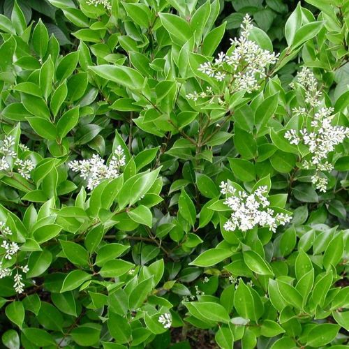 Instant Living Screen Ligustrum japonicum Texanum