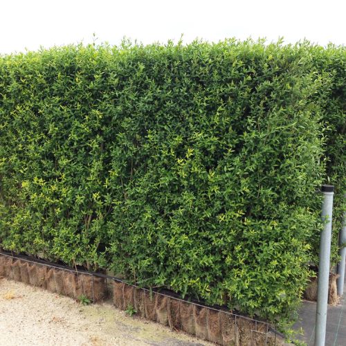 Instant Living Screen Ligustrum japonicum Texanum