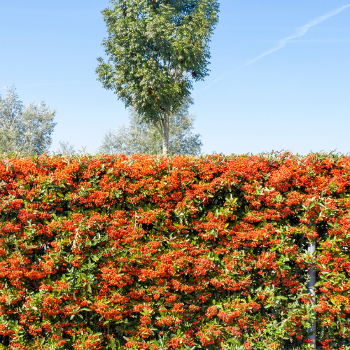Instant Living Screen Pyracantha Dart's Red 155x120 cm