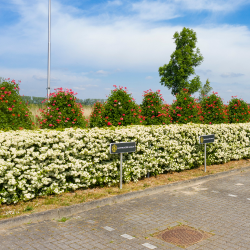 Pyracantha Dart's Red 155x120 cm
