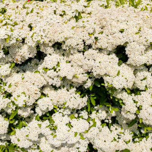 Pyracantha Dart's Red 155x120 cm