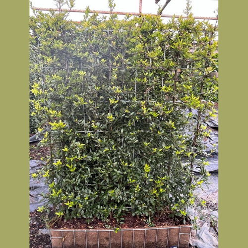 Pyracantha Dart's Red 155x120 cm