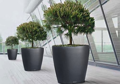 Lechuza CLASSICO Large Tree Planters (Lechuza CLASSICO 60, White)