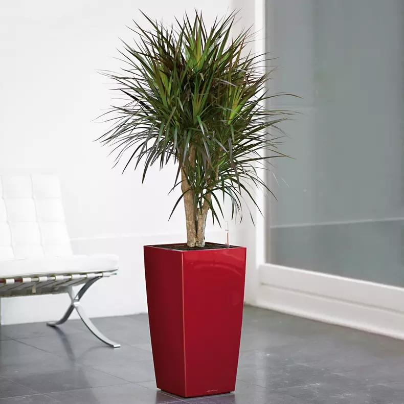 Lechuza CUBICO PREMIUM Self Watering Planter (CUBICO 40, Scarlet Red High Gloss)