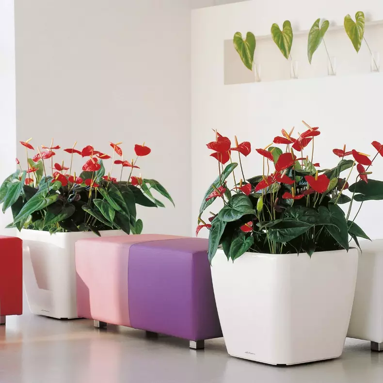 Lechuza QUADRO LS Premium Self Watering Planter  (QUADRO LS 50, White High Gloss)