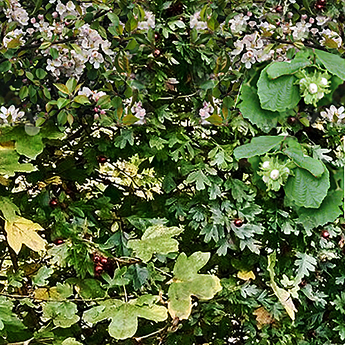 Native Hedging Species ECO Screen
