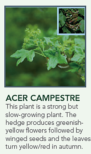 Native Hedging Species ECO Screen