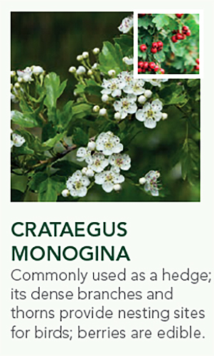 Native Hedging Species ECO Screen