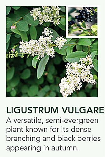 Native Hedging Species ECO Screen