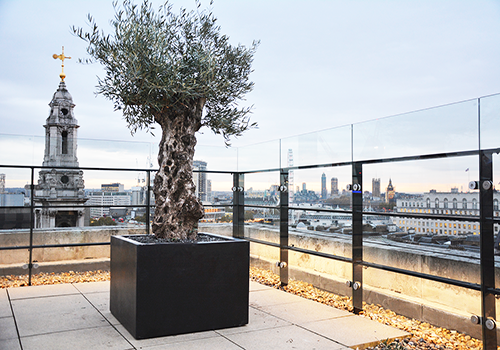 Polystone Large Tree Square  Planter (55 x 55 x 55 cm, Slate Black)