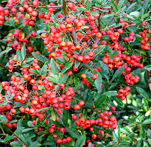 Pyracantha Dart's Red 155x120 cm