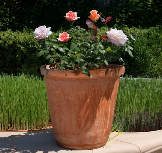 Terracotta Camelia Pot 55 Ø x 54 (H) cm
